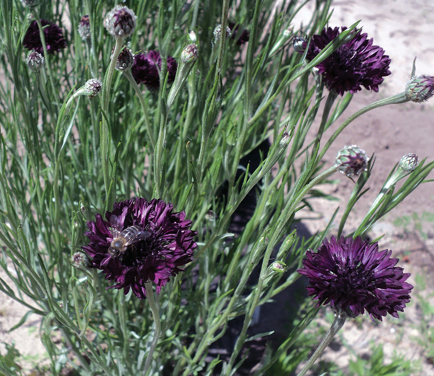 Plants that Attract Predatory Insects
